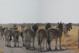 Namibia_August (91/135)